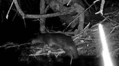 Beaver seen chasing off otter in 'amazing' footage