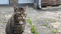 The cat who jumped off a boat to find his 'forever family'