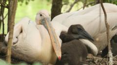 St James's Park pelicans hatch first chicks