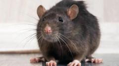 Rat droppings and gnawed food packets leave shop with £9k fine