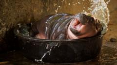 Quiz of the Year, Part 3: How did viral baby hippo Moo Deng get her name?