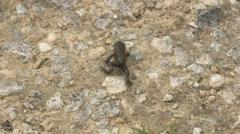 Parkrun off for second week due to migrating frogs