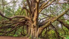 'There are bodies beneath these trees'