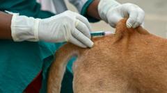 Person dies from rabies after stray dog contact