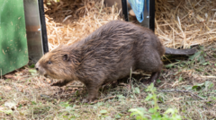 Steve the Great Escape beaver: Poster boy of wild England