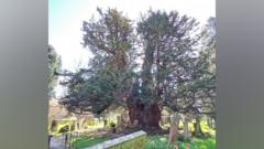 Tree believed to be 2,000 years old set for pruning