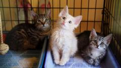 Cat charity issues plea after surge in rescues