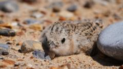 How a 40-year project helped save little terns