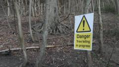 No homes allowed on site of illegal tree fellings