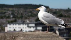 'The gulls have won': Row over plans to control birds in Inverness
