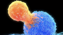Görsel: T﻿ hücresi (turuncu), kanserli hücreye saldırıyor