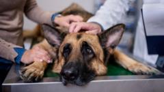 Vets must publish prices so pet owners not overcharged, watchdog says