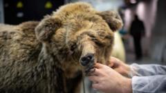 French hunter given suspended sentence for killing protected bear