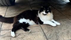 Cat ‘returns from dead’ four days after cremation