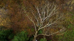Trees 'put under pressure over climate change'