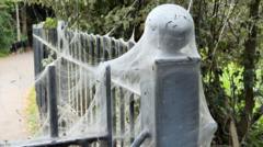 'Alarming-looking' caterpillar webs in park 'harmless'
