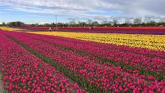 Tulip spectacle helping to prevent hospice cuts