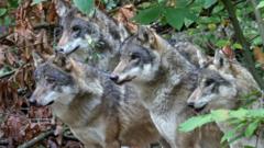 'Heartbroken' charity to review keeping wolves after cull