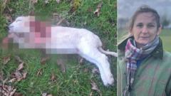 'Dim geiriau i ddisgrifio' effeithiau ymosodiad gan gi ar ŵyn bach