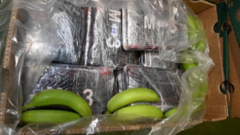 Cocaine worth £232m found in banana shipment 