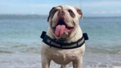 Your new banknote ideas - from British Bulldogs to Fawlty Towers