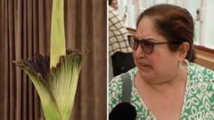 'Hot garbage': Australians react to smell of 'corpse flower' in bloom