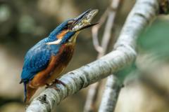 A bright Kingfisher bird on a branch, with a stickleback fish in its beak.