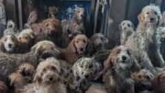 RSPCA says 250 dogs found crammed into one home