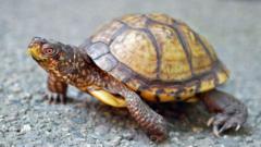 Could a Man Go to Jail for Shipping 850 Turtles in Socks to Hong Kong?