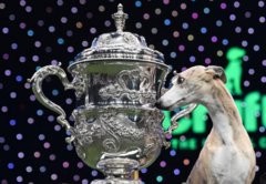 Whippet called Miuccia wins best in show at Crufts