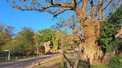 Ancient oak protected after two-year campaign