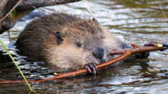 Why are wild beavers released into rivers?