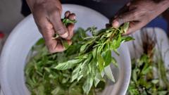Can Kenya&#039;s Overlooked Weeds Become the Next Culinary Sensation?