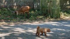 Dog attacks on deer prompt Royal Parks warning