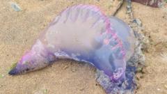 Are Painful-Stinging Creatures Washing Up on Our Beaches?