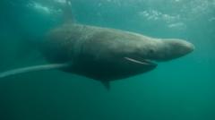 Will Warmer UK Waters Boost Shark and Oyster Populations?