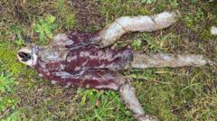 Further remains of seven-arm octopus found on beach