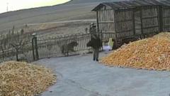 Chinese farmer has near miss with tiger