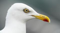 Campaigners 'disgusted' over cull of herring gulls