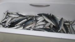 Man convicted of illegally processing fish in flat