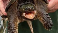 The Snapping Turtle Bio-Mechanics and Economic Blueprint for Invasive Species Containment