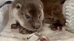 Animals struggling amid drought, charity warns