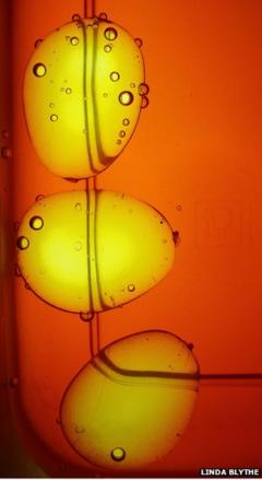 Your pictures: Translucent - BBC News