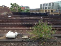 Buddleia on the railtrack