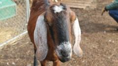 Andy the goat
