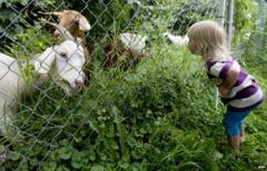 Goats clearing the Congressional cemetery