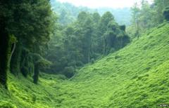 Kudzu covers a valley