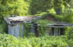 Kudzu grows over a house