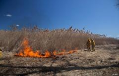 Burning phragmites in Michigan