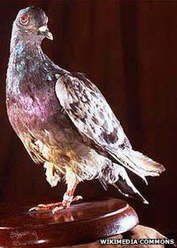 Cher Ami